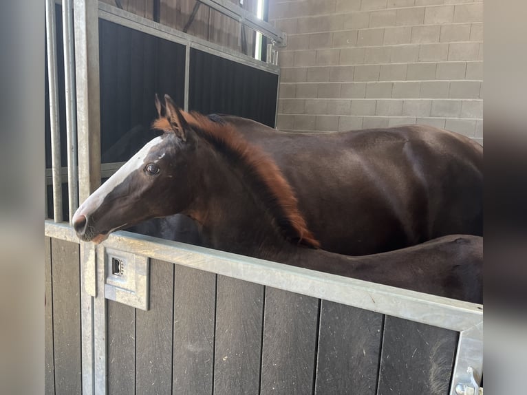 KWPN Merrie 9 Jaar 169 cm Donkere-vos in Stevensbeek