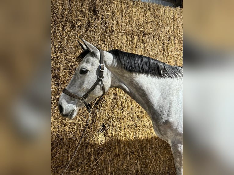 KWPN Merrie 9 Jaar 169 cm Schimmel in Bocholt