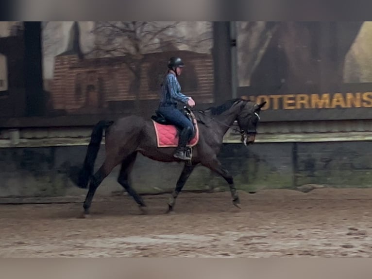 KWPN Merrie 9 Jaar 170 cm Donkerbruin in Oirsbeek
