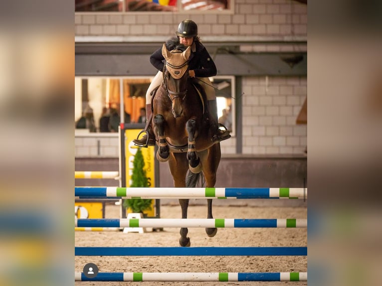 KWPN Merrie 9 Jaar 170 cm Donkerbruin in Oirsbeek