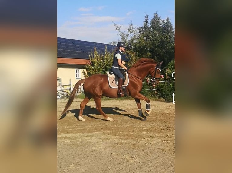 KWPN Merrie 9 Jaar 170 cm Vos in Aidenbach