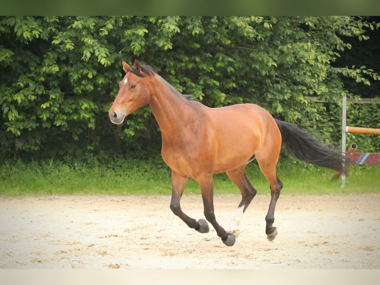KWPN Merrie 9 Jaar 172 cm Bruin in Essen