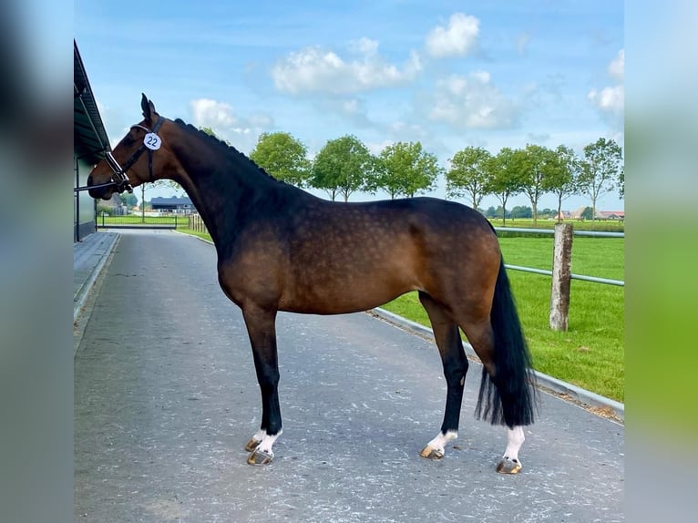 KWPN Merrie 9 Jaar 172 cm Bruin in Kalmthout
