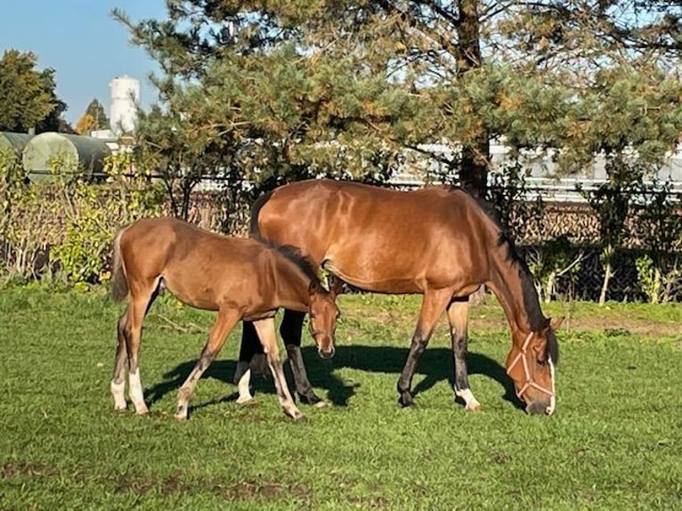 KWPN Merrie 9 Jaar 172 cm Donkerbruin in belfeld