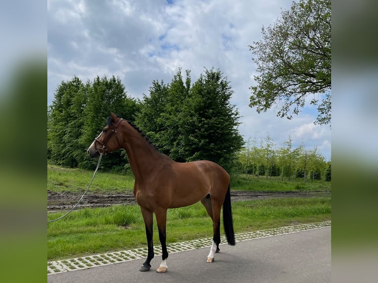 KWPN Merrie 9 Jaar 172 cm Donkerbruin in belfeld