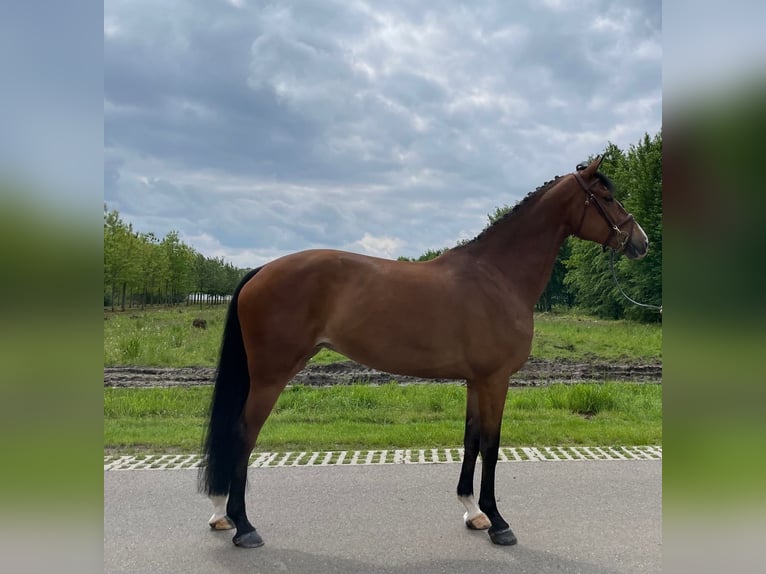 KWPN Merrie 9 Jaar 172 cm Donkerbruin in belfeld