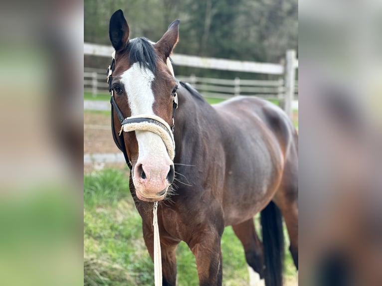 KWPN Merrie 9 Jaar 173 cm Bruin in Üxheim KWPN Merrie 9 Jaar 173 cm Bruin in Üxheim