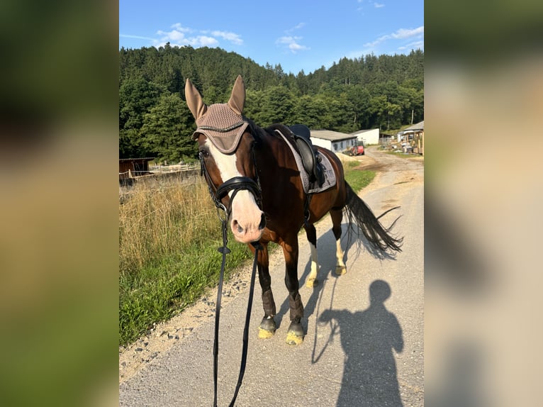 KWPN Merrie 9 Jaar 173 cm Bruin in Üxheim KWPN Merrie 9 Jaar 173 cm Bruin in Üxheim