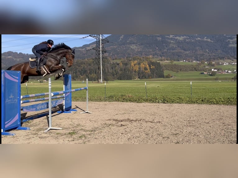 KWPN Merrie 9 Jaar 173 cm Bruin in Schlins