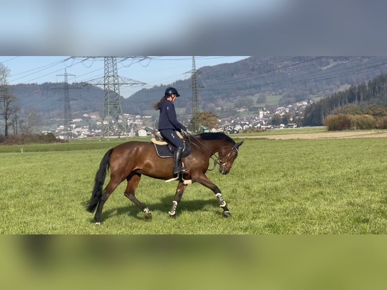 KWPN Merrie 9 Jaar 173 cm Bruin in Schlins