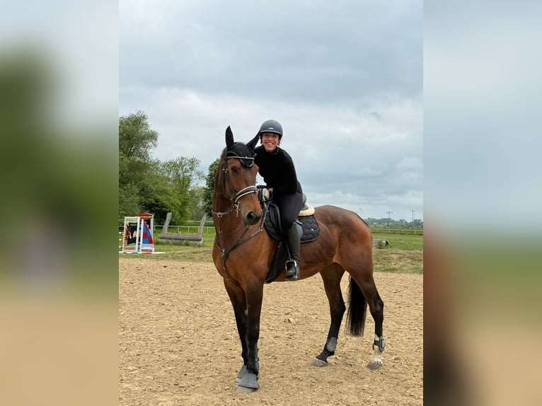 KWPN Merrie 9 Jaar 173 cm Bruin in ReimershagenG&#xFC;lzow
