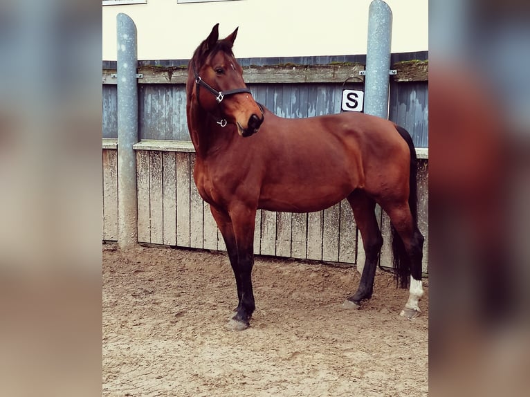 KWPN Merrie 9 Jaar 173 cm Bruin in ReimershagenG&#xFC;lzow