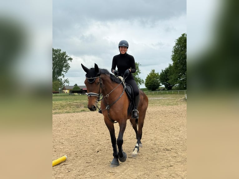 KWPN Merrie 9 Jaar 173 cm Bruin in ReimershagenG&#xFC;lzow