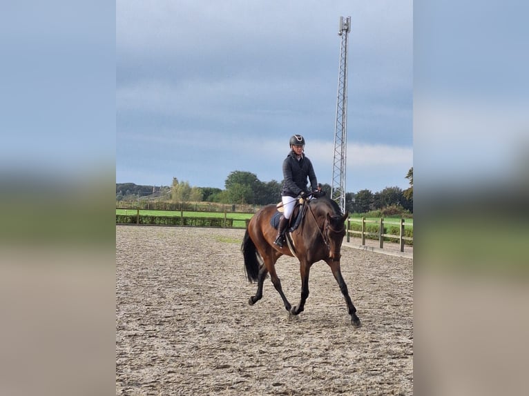 KWPN Merrie 9 Jaar 173 cm Donkerbruin in Belfeld