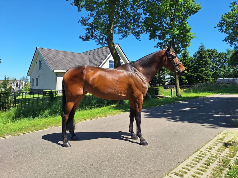 KWPN Merrie 9 Jaar 173 cm Donkerbruin in Belfeld