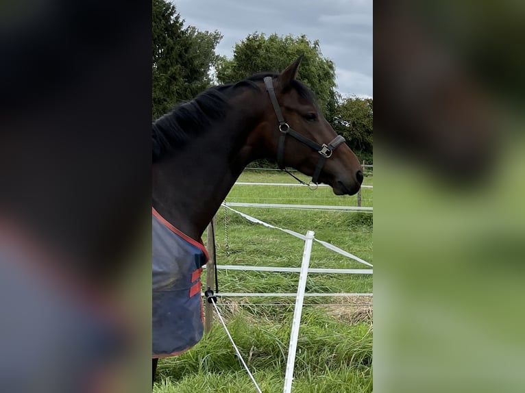 KWPN Merrie 9 Jaar 174 cm Donkerbruin in Frankfurt am Main