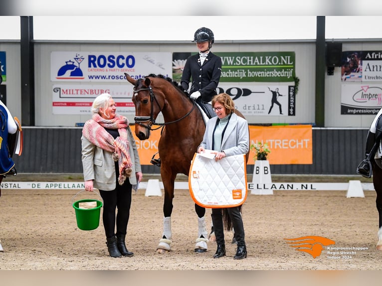 KWPN Merrie 9 Jaar 175 cm Bruin in Almere