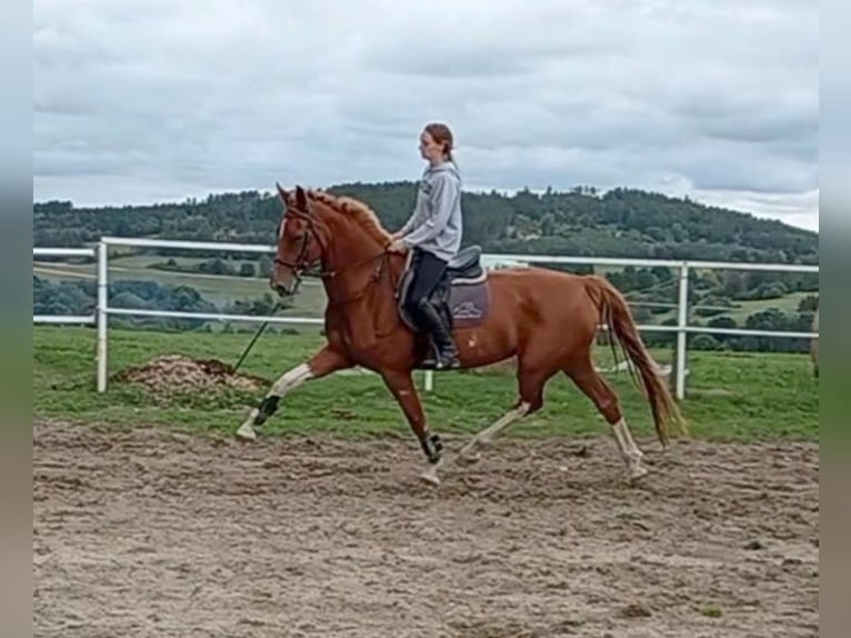 KWPN Merrie 9 Jaar 175 cm Vos in Sedlčany