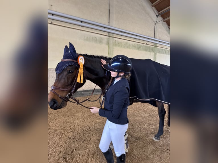 KWPN Merrie 9 Jaar 177 cm Bruin in Wiesbaden