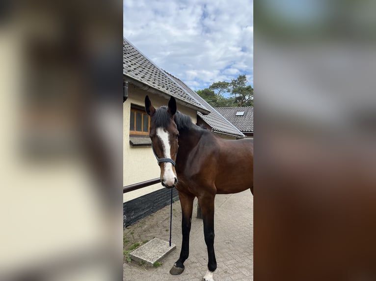 KWPN Merrie 9 Jaar 178 cm Donkerbruin in Bilthoven