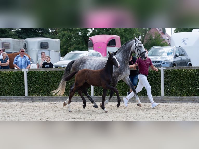 KWPN Merrie 9 Jaar 178 cm Vliegenschimmel in Coswig