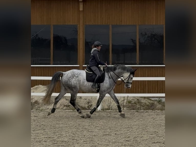 KWPN Merrie 9 Jaar 178 cm Vliegenschimmel in Coswig