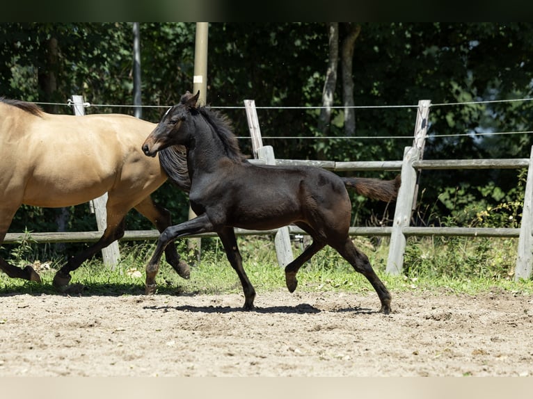 KWPN Merrie Veulen (03/2025) 165 cm Bruin in Ulicoten