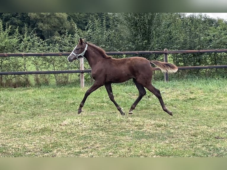 KWPN Merrie Veulen (04/2025) 165 cm Donkere-vos in Neede