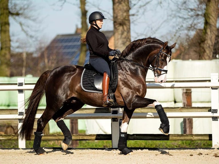 KWPN Merrie veulen (05/2024) 166 cm Donkere-vos in Den DungenDen Dungen