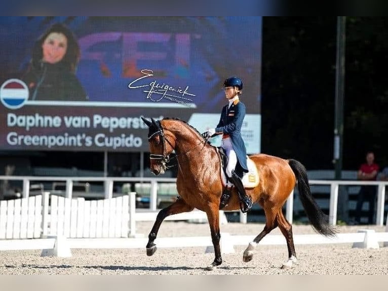 KWPN Merrie veulen (05/2024) 166 cm Donkere-vos in Den DungenDen Dungen