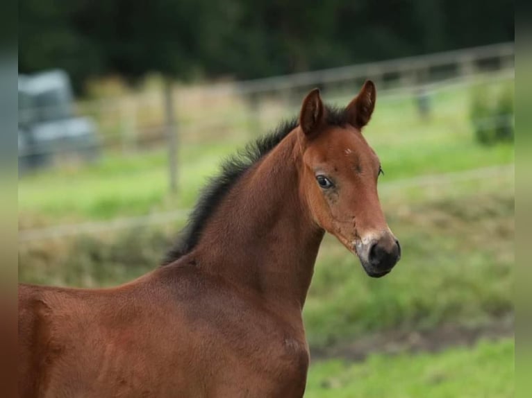 KWPN Merrie veulen (04/2024) 168 cm Donkerbruin in AalteN