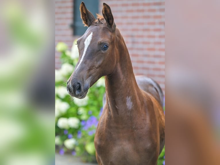 KWPN Merrie Veulen (04/2025) 168 cm Donkere-vos in Haaksbergen