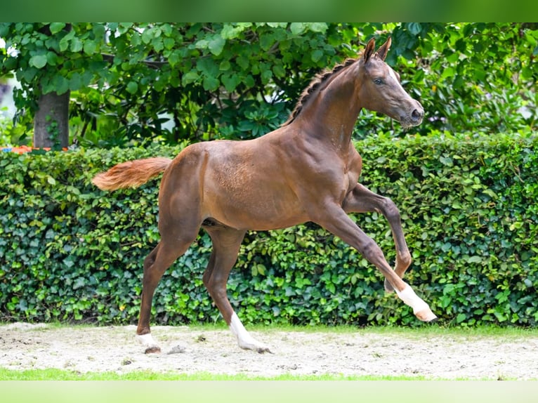 KWPN Merrie Veulen (04/2025) 168 cm Donkere-vos in Haaksbergen