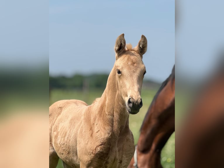 KWPN Merrie Veulen (05/2026) 170 cm Palomino in HerdersemBaardegem