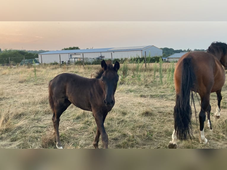 KWPN Merrie Veulen (05/2025) 170 cm Zwart in Overijse