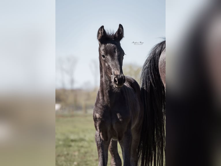 KWPN Merrie  170 cm Zwartbruin in Baardegem