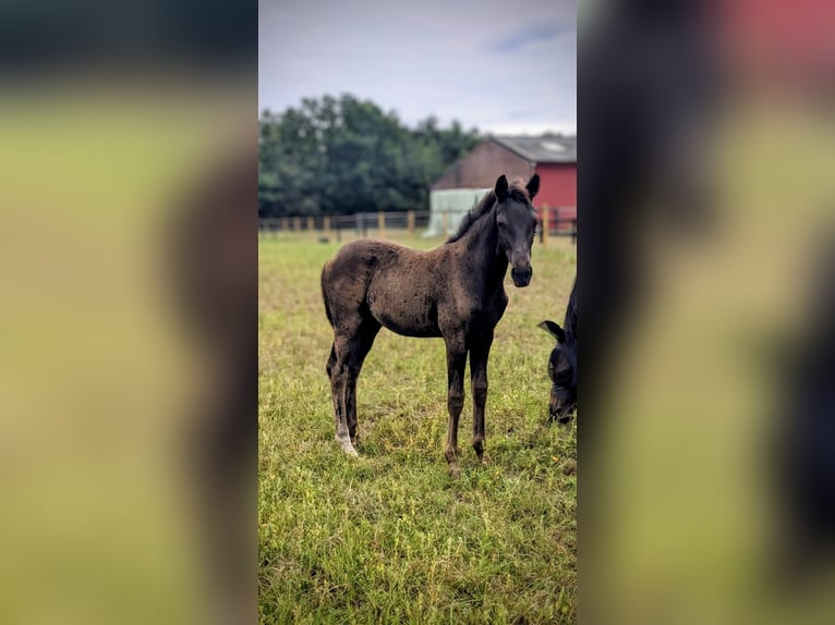 KWPN Merrie Veulen (05/2025) 170 cm Zwartbruin in Wellerlooi