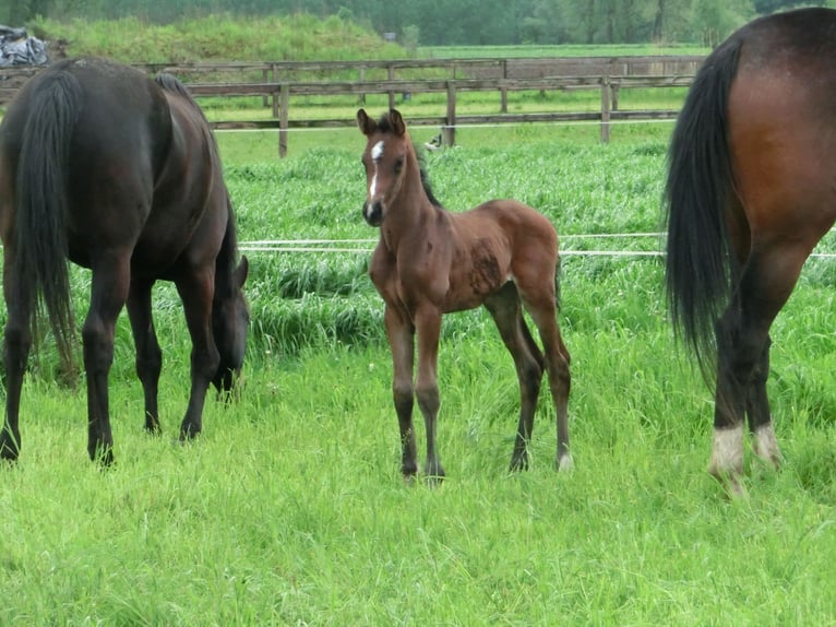 KWPN Merrie veulen (04/2024) 170 cm Zwartbruin in Nederwetten