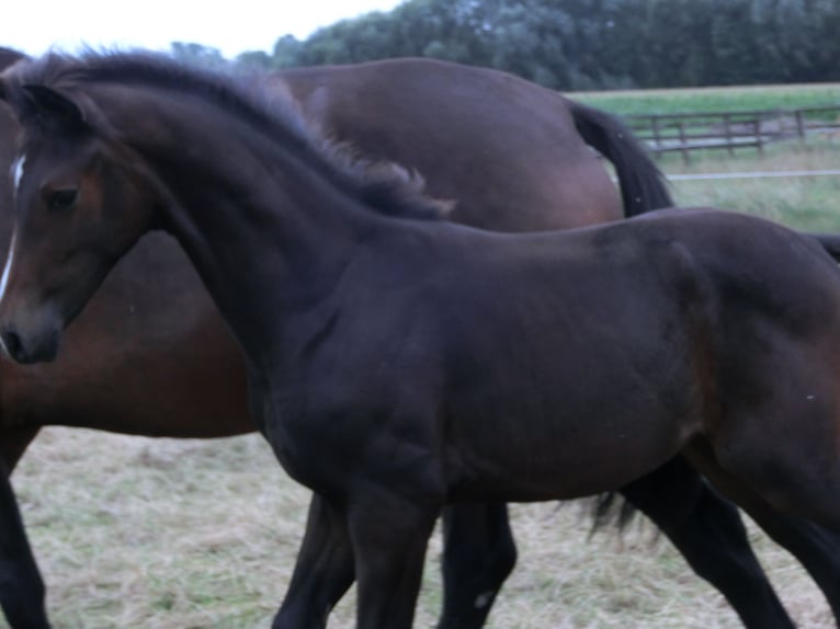 KWPN Merrie veulen (04/2024) 170 cm Zwartbruin in Nederwetten