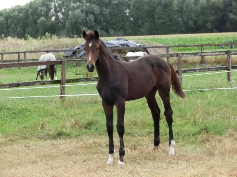 KWPN Merrie veulen (04/2024) 170 cm Zwartbruin in Nederwetten