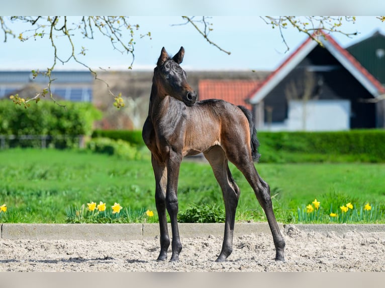 KWPN Merrie Veulen (03/2026) 170 cm Zwartbruin in Oud Gastel