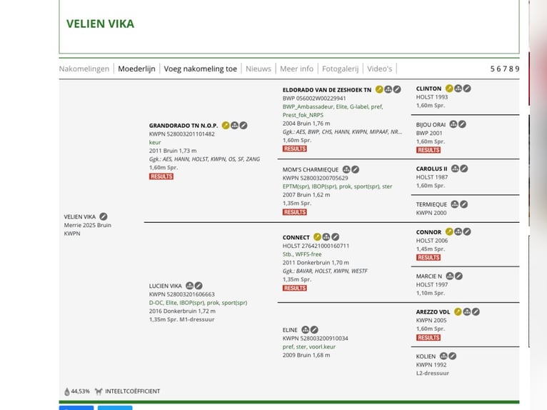 KWPN Merrie  172 cm Bruin in Ottersum