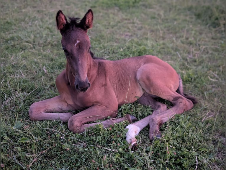 KWPN Merrie Veulen (06/2026) 172 cm Donkerbruin in Einighausen