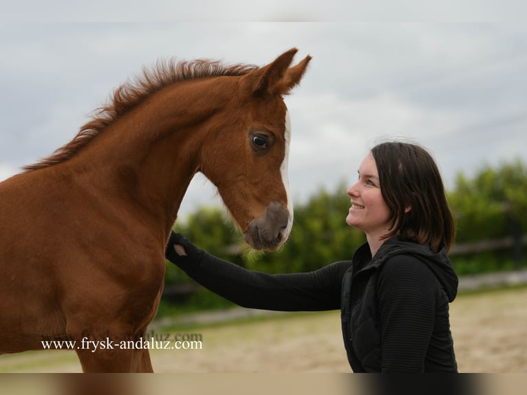 KWPN Merrie veulen (03/2024) 174 cm Donkere-vos in Mijnsheerenland