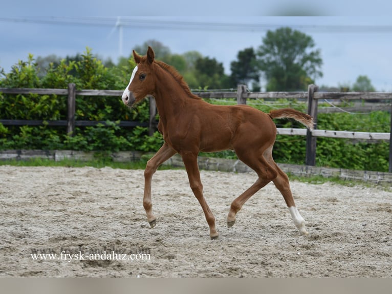 KWPN Merrie veulen (03/2024) 174 cm Donkere-vos in Mijnsheerenland