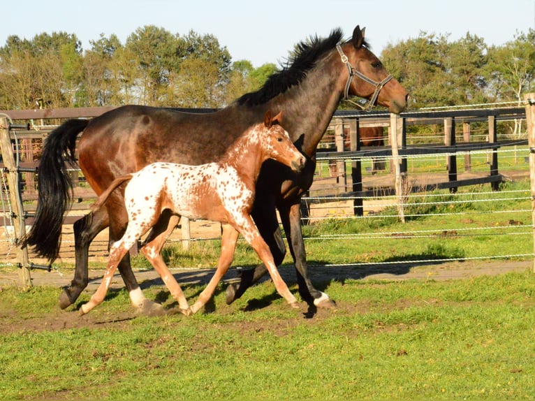 KWPN Mix Merrie Veulen (04/2026) Appaloosa in ELSPEET