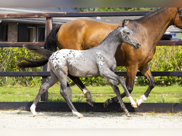 KWPN Merrie Veulen (04/2025) Appaloosa in Waddinxveen