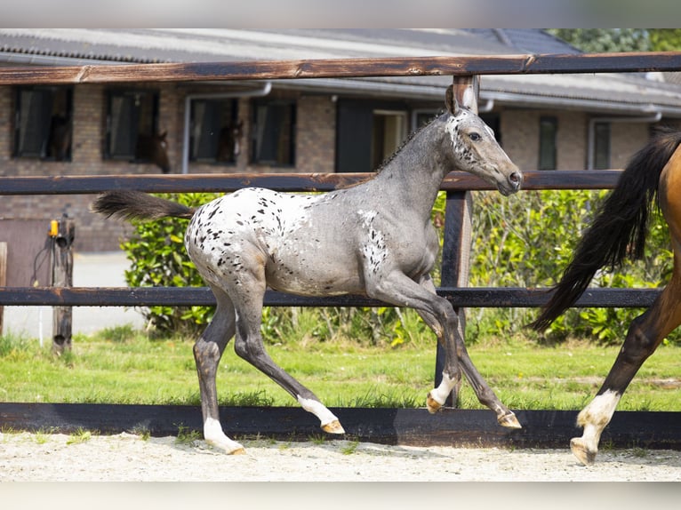 KWPN Merrie Veulen (04/2025) Appaloosa in Waddinxveen