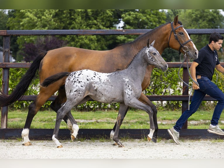 KWPN Merrie Veulen (04/2025) Appaloosa in Waddinxveen