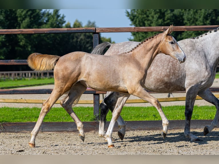 KWPN Merrie Veulen (05/2026) Brown Falb schimmel in Waddinxveen